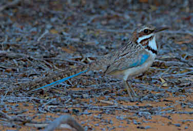 Reniala Bird Long Tailed Ground Roller