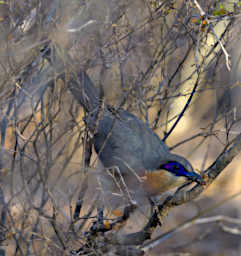 Reniala Bird Xxx Coquerels Coua