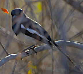 Reniala Bird Magpie Robin