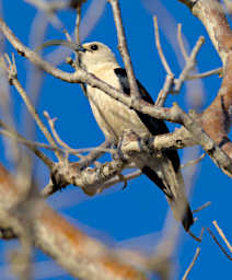 Reniala Bird Sickle Billed Vanga