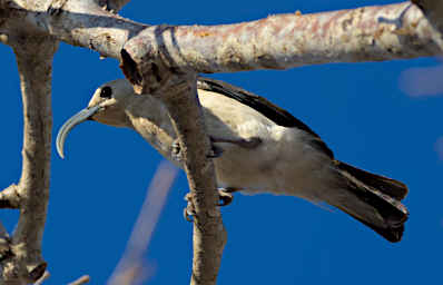 Reniala Bird Sickle Billed Vanga