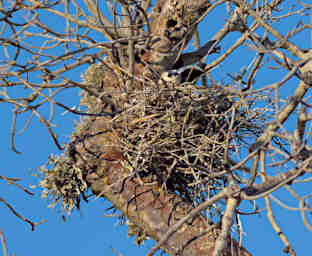 Reniala Bird Nest Sickle Billed Vanga