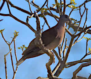 Reniala Bird MGTurtle Dove