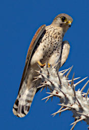 Reniala Bird MGKestrel