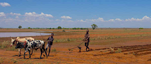 Toliara Plowing Field