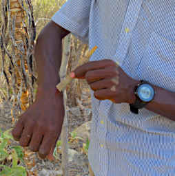 Toliara Arboretum Healing Snake Bite