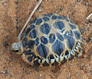 Tortise V
