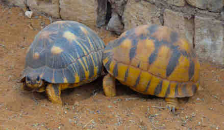 Tortise V Fighting Pre Mating