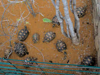 Tortise V Youngsters