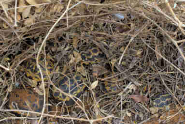 Tortise V Dormant