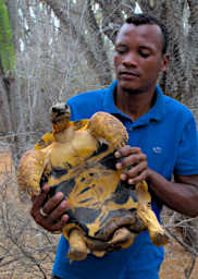 Tortise V Male