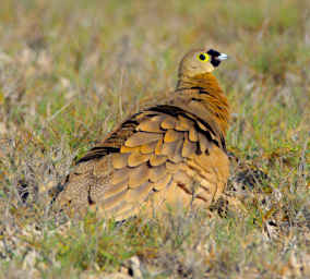 Tsianampetsoa Bird MGSand Grouse