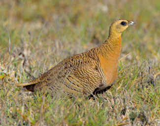 Tsianampetsoa Bird MGSand Grouse