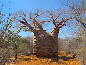 Tsianampetsoa Tree Grandmother Baobab