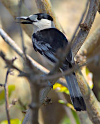 Tsianampetsoa Bird Hook Billed Vanga