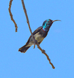 Tsianampetsoa Bird Souimanga Sunbird