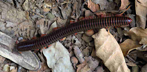 Tsingy Millipede