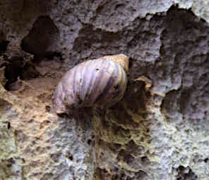 Tsingy Snail