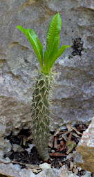 Tsingy Plant Xxx Spiny