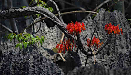 Tsingy Flower Xxx Red