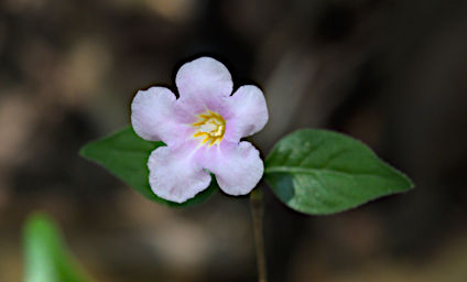 Tsingy Flower Xxx White