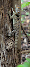 Tsingy Lizard Cuvier Swift