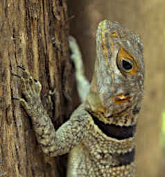 Tsingy Lizard Cuvier Swift