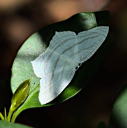 Tsingy Butterfly Xxx White