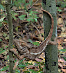 Tsingy Chameleon Xxx Oustalets