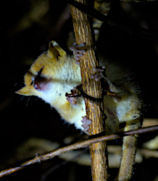 Tsingy Lemur Mouse