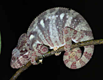 Tsingy Chameleon Xxx