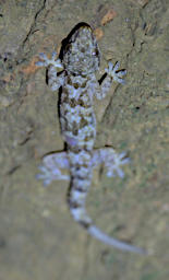 Tsingy Gecko Mocquards