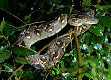 Tsingy Snake Tree Boa