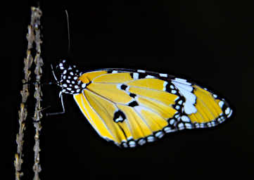 Tsingy Butterfly Xxx Common Diadem