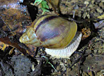 Tsingy Snail