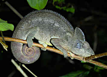 Tsingy Chameleon Xxx Cryptic