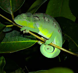 Tsingy Chameleon Xxx