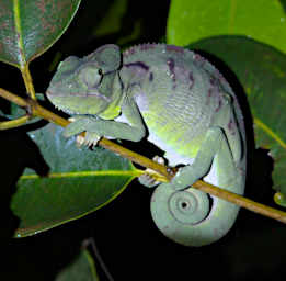 Tsingy Chameleon Xxx