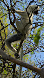 Tsingy Lemur Deckens Sifaka