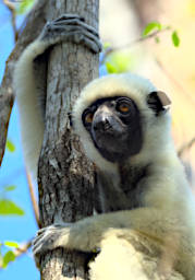 Tsingy Lemur Deckens Sifaka