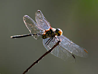 Tsingy Dragonfly Xxx