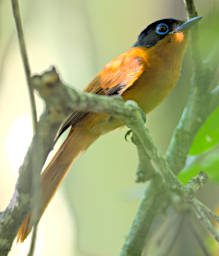 Tsingy Bird Paradise Flycatcher F