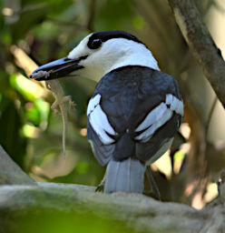 Tsingy Bird Hook Billed Vanga