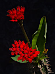 Tsingy Flower Xxx Red Spines