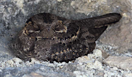 Tsingy Bird MGNightjar