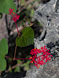 Tsingy Flower Xxx Red