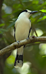 Tsingy Bird Hook Billed Vanga