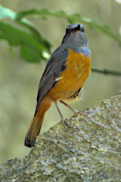 Tsingy Bird Forest Rock Thrush