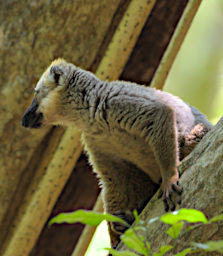 Tsingy Lemur Red Fronted Brown