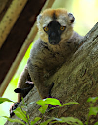 Tsingy Lemur Red Fronted Brown